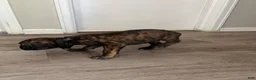 Cane Corso dogs for sale: Cane Corso 5 - Ad 3