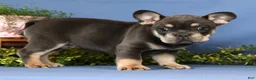 French Bulldog dogs for sale: Karl - Ad 6