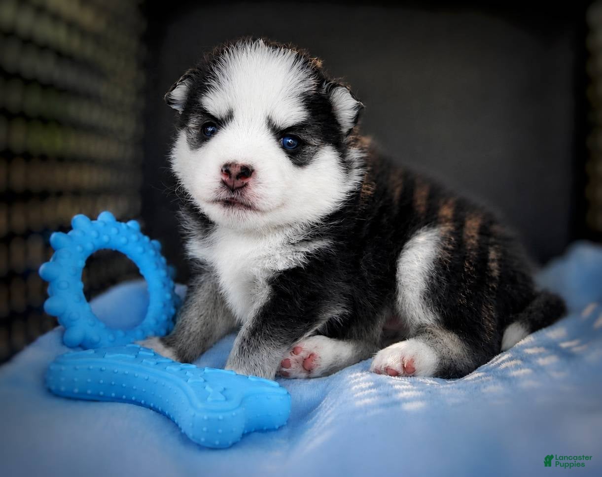 Pomsky dogs Pomsky Puppy Boy - 3 of 5 - Ad 18