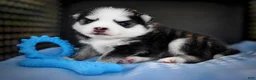 Pomsky dogs for sale: Pomsky Puppy Boy - 4 of 5 - Ad 7