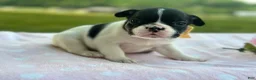 French Bulldog dogs for sale: Kinder - Ad 3
