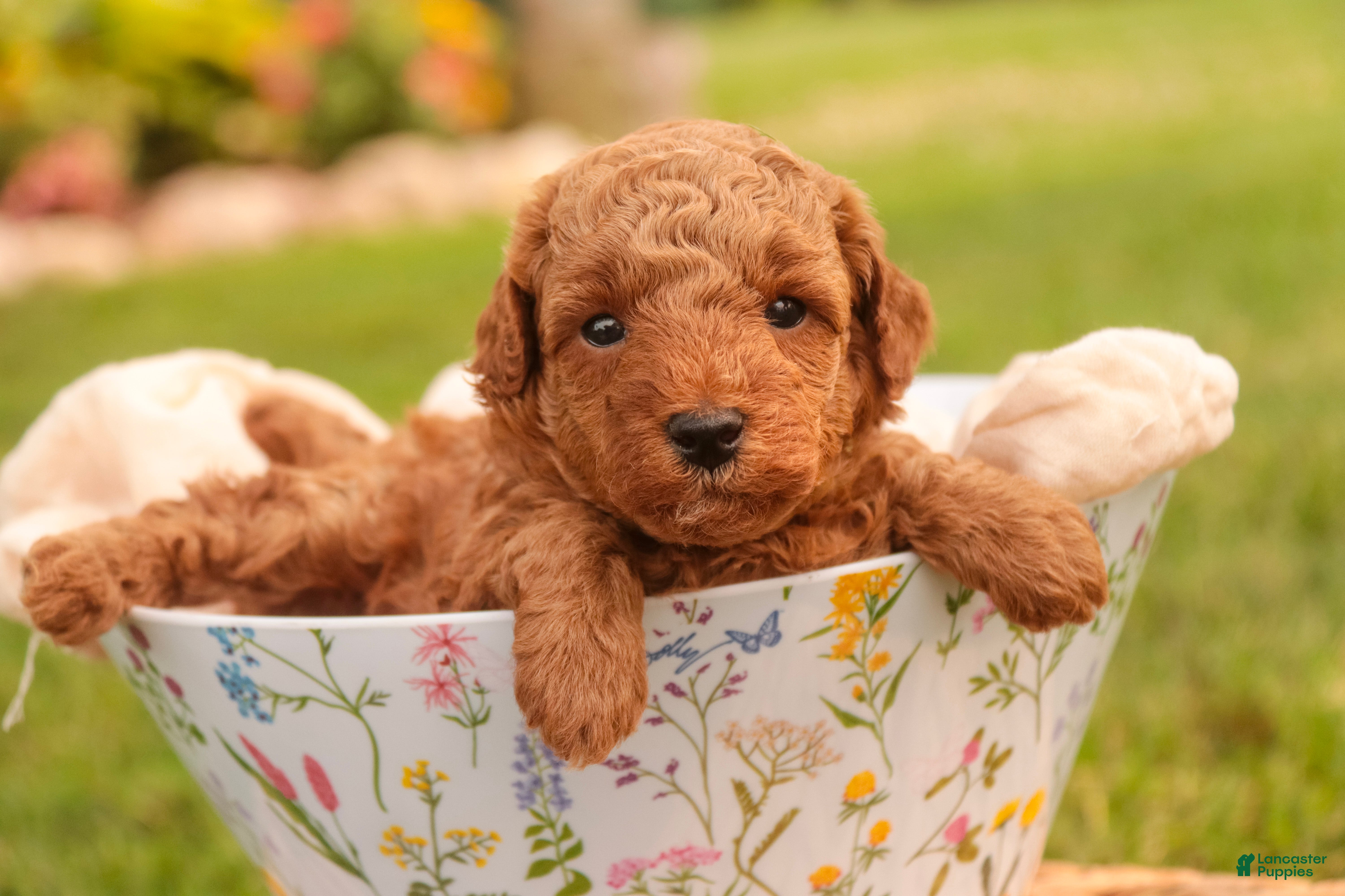 Miniature Poodle dogs Flora Miniature Poodle  - Ad 2