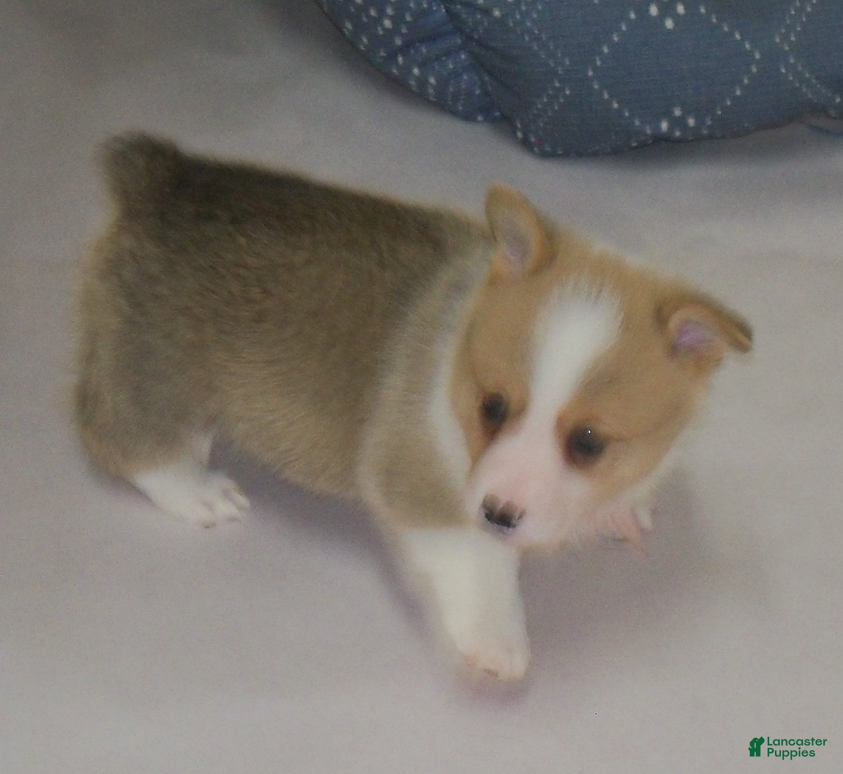 Welsh Corgi Pembroke dogs Garry - Ad 10