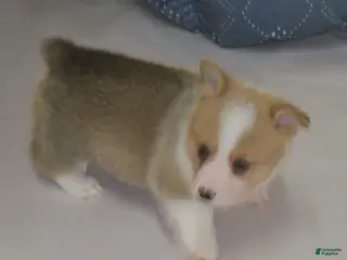 Welsh Corgi Pembroke dogs Garry - Ad 28