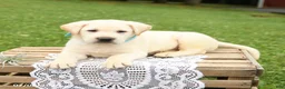 Labrador Retriever dogs for sale: Miles - Ad 3