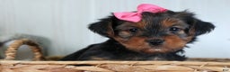Yorkshire Terrier dogs for sale: CASSIE - Ad 17