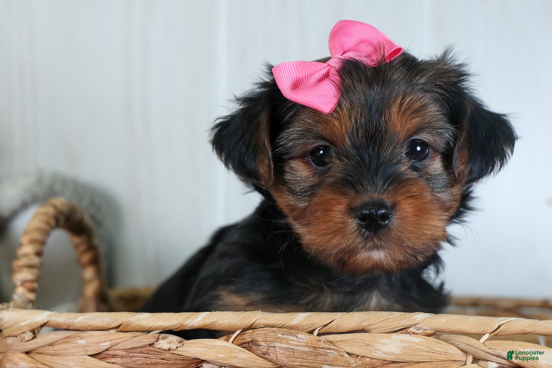 Yorkshire Terrier dogs for sale: CASSIE - Ad 17