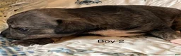 Chiweenie dogs for sale: Chiweenie 2 - Ad 10