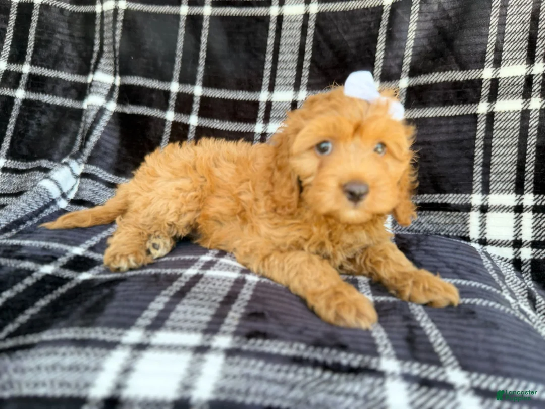 Cockapoo dogs for sale: Tinsley - Ad 2