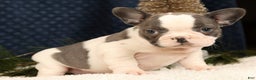 French Bulldog dogs for sale: Julia - Ad 2