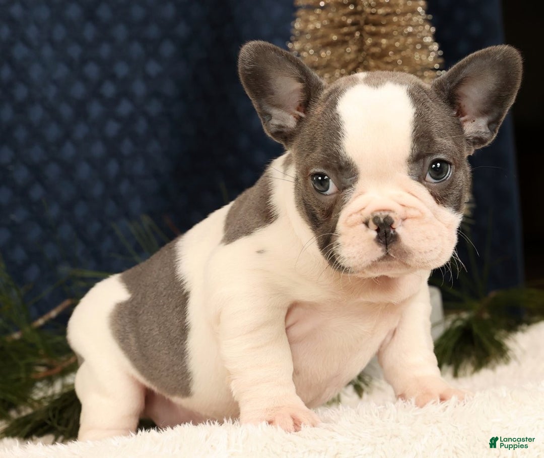 French Bulldog dogs for sale: Julia - Ad 2