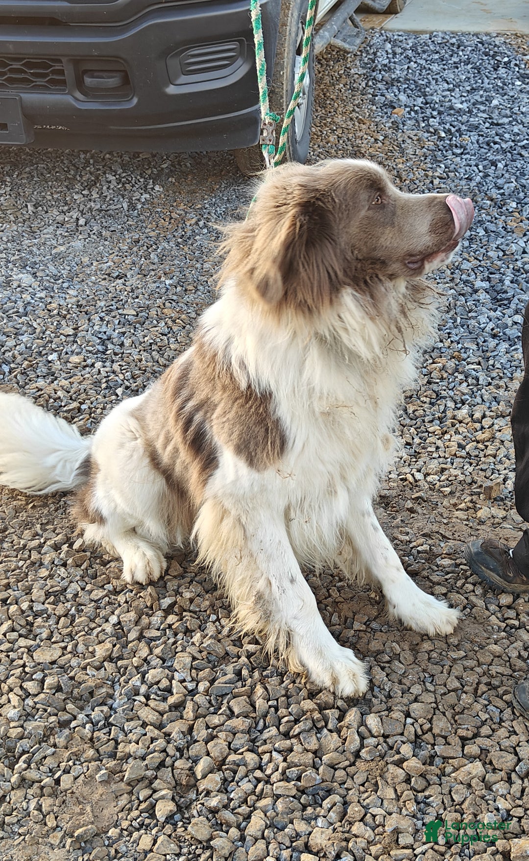 Newfoundland dogs for sale: Monty - Ad 14