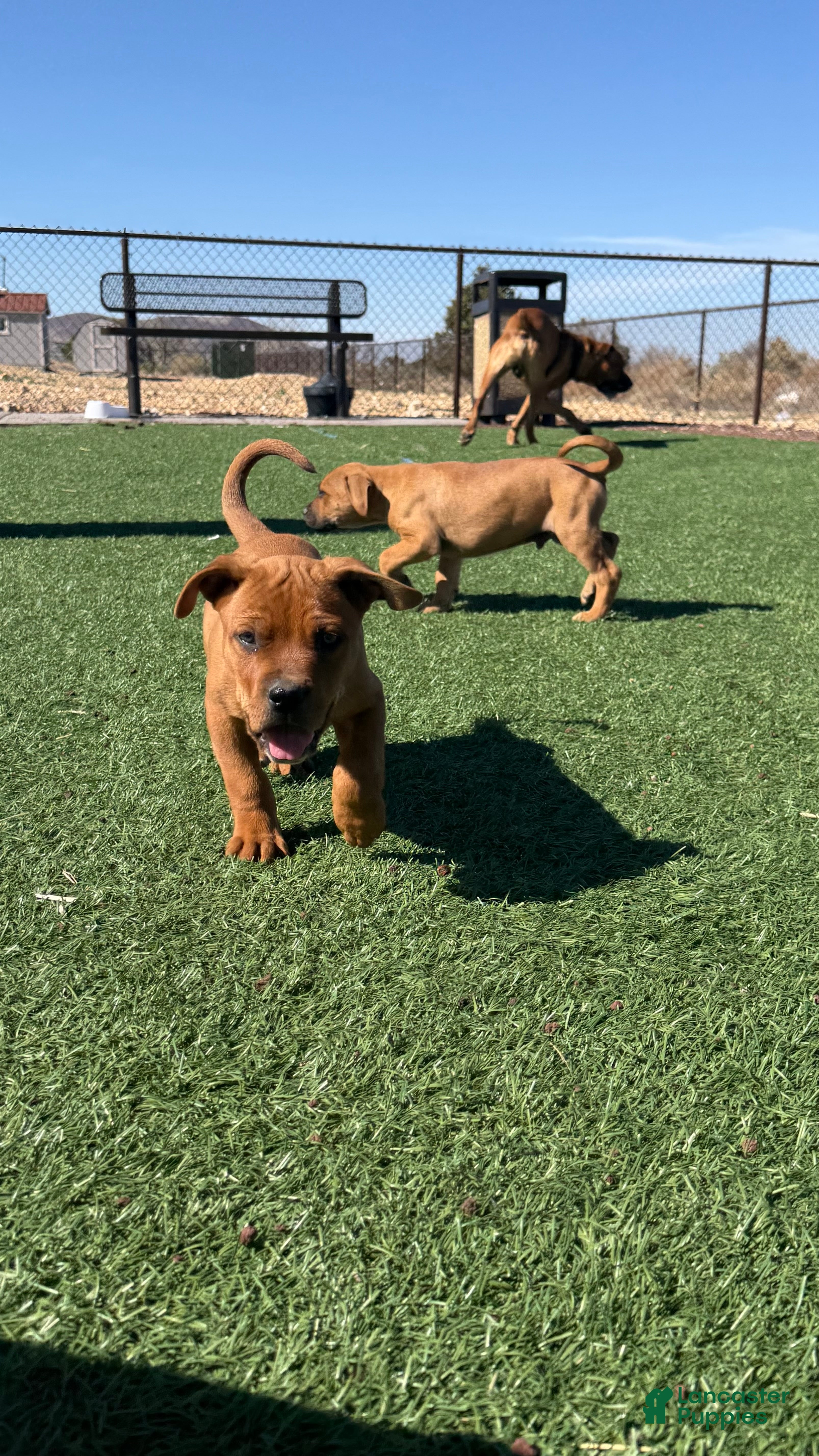 Mixed Breed dogs Mixed Breed Puppy 4 - Ad 39