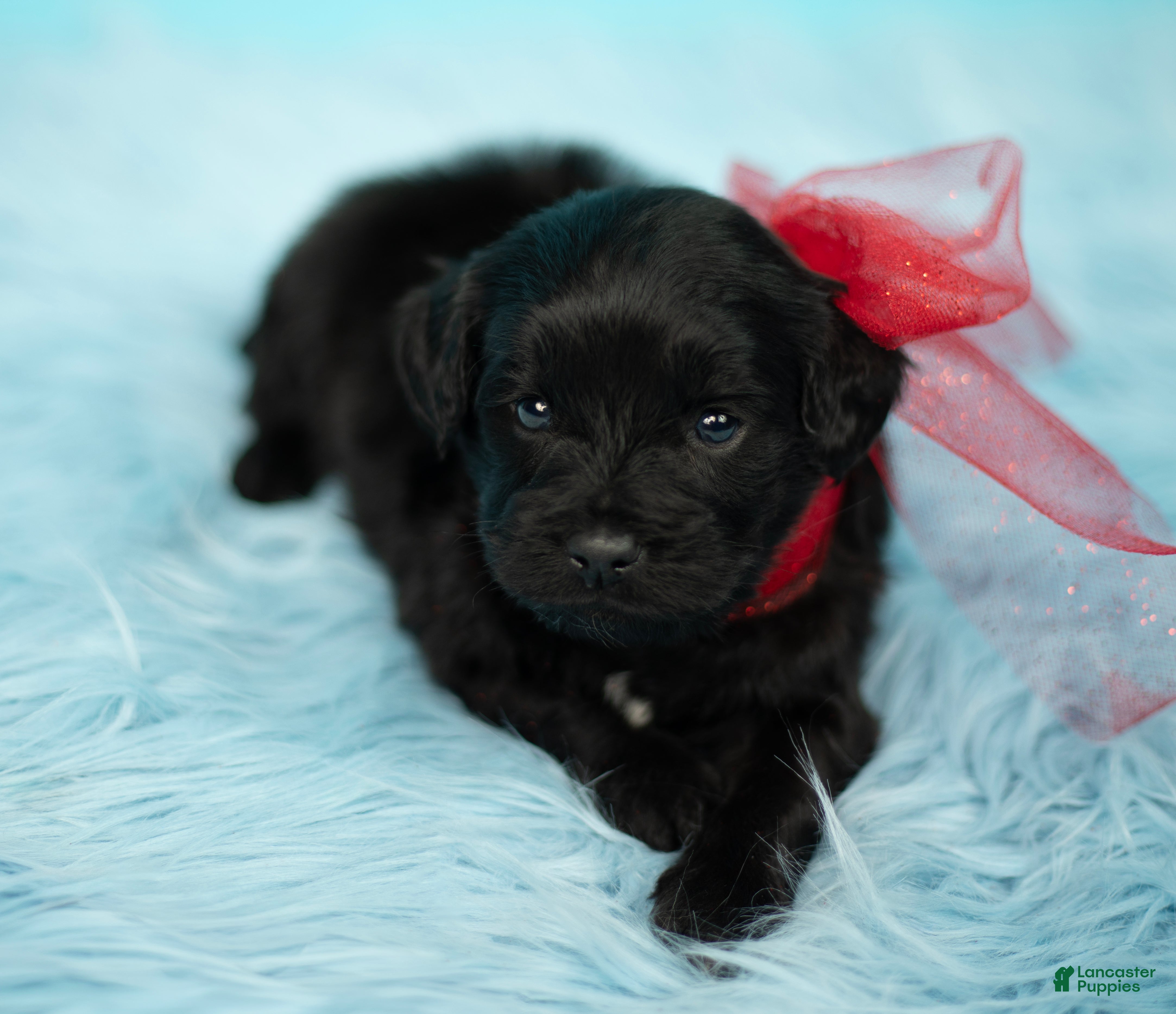 Maltipoo dogs Simba - Ad 2