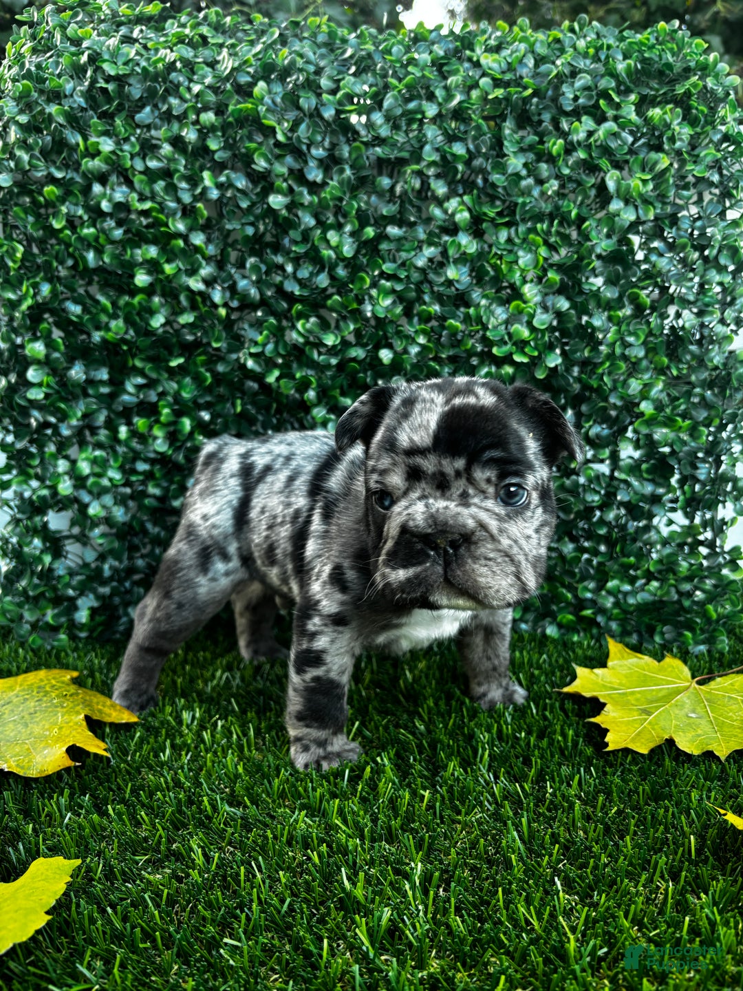 French Bulldog dogs for sale: Lighting - Ad 2