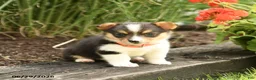Welsh Corgi Pembroke dogs for sale: Pepper - Ad 3