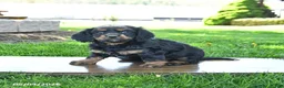 Mixed Breed dogs for sale: Bucky - Ad 2