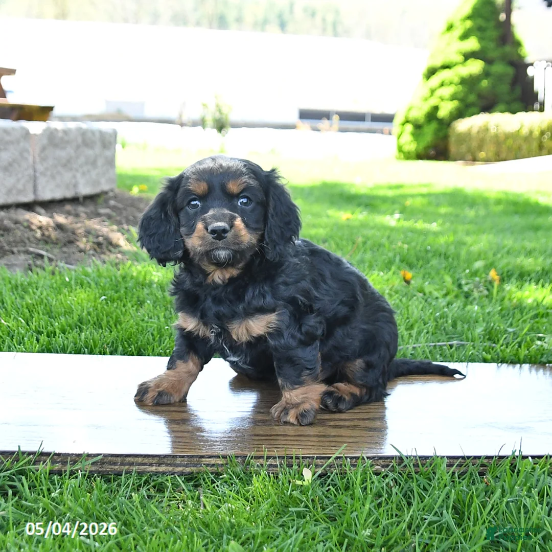 Mixed Breed dogs for sale: Bucky - Ad 2