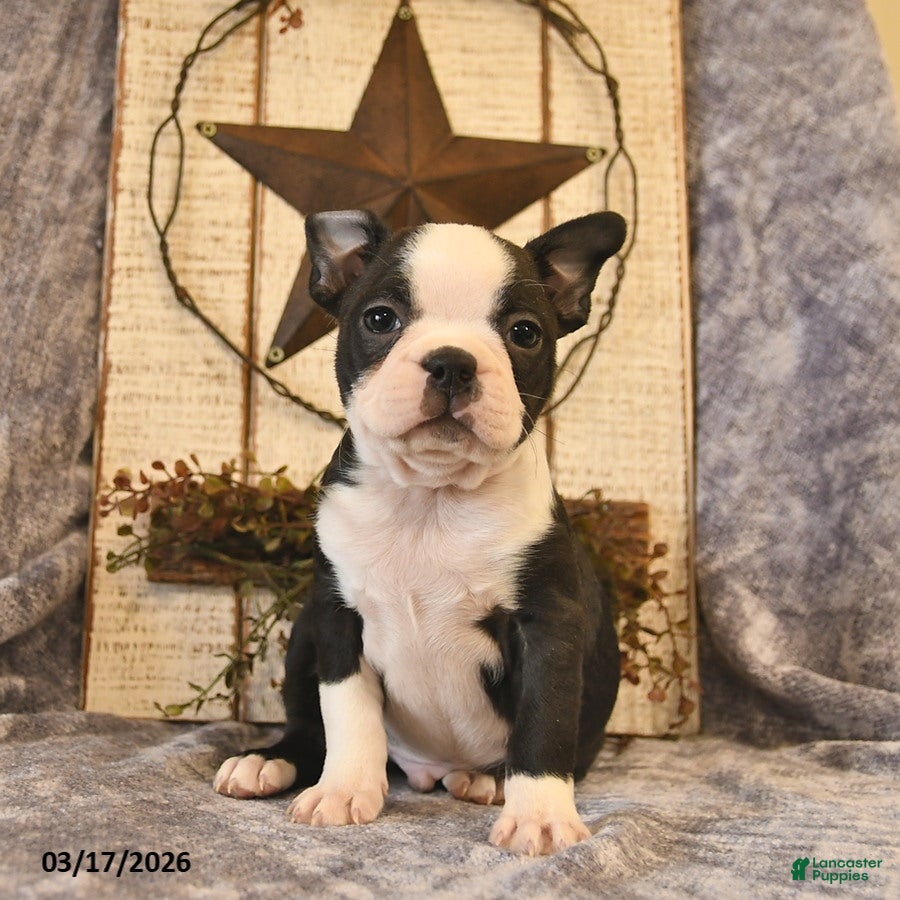 Boston Terrier dogs Dunkin  - Ad 1