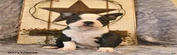 Boston Terrier dogs for sale: Dunkin  - Ad 1