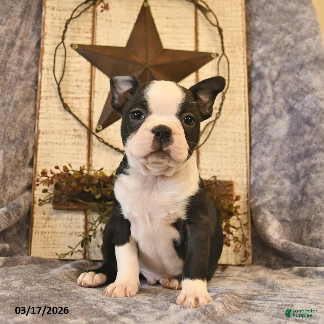 Boston Terrier dogs for sale: Dunkin  - Ad 1