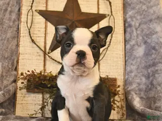 Boston Terrier dogs for sale: Dunkin - Ad 3