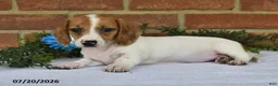 Miniature Dachshund dogs for sale: Jenny - Ad 4
