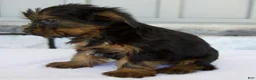 Yorkshire Terrier dogs for sale: Dewey - Ad 6