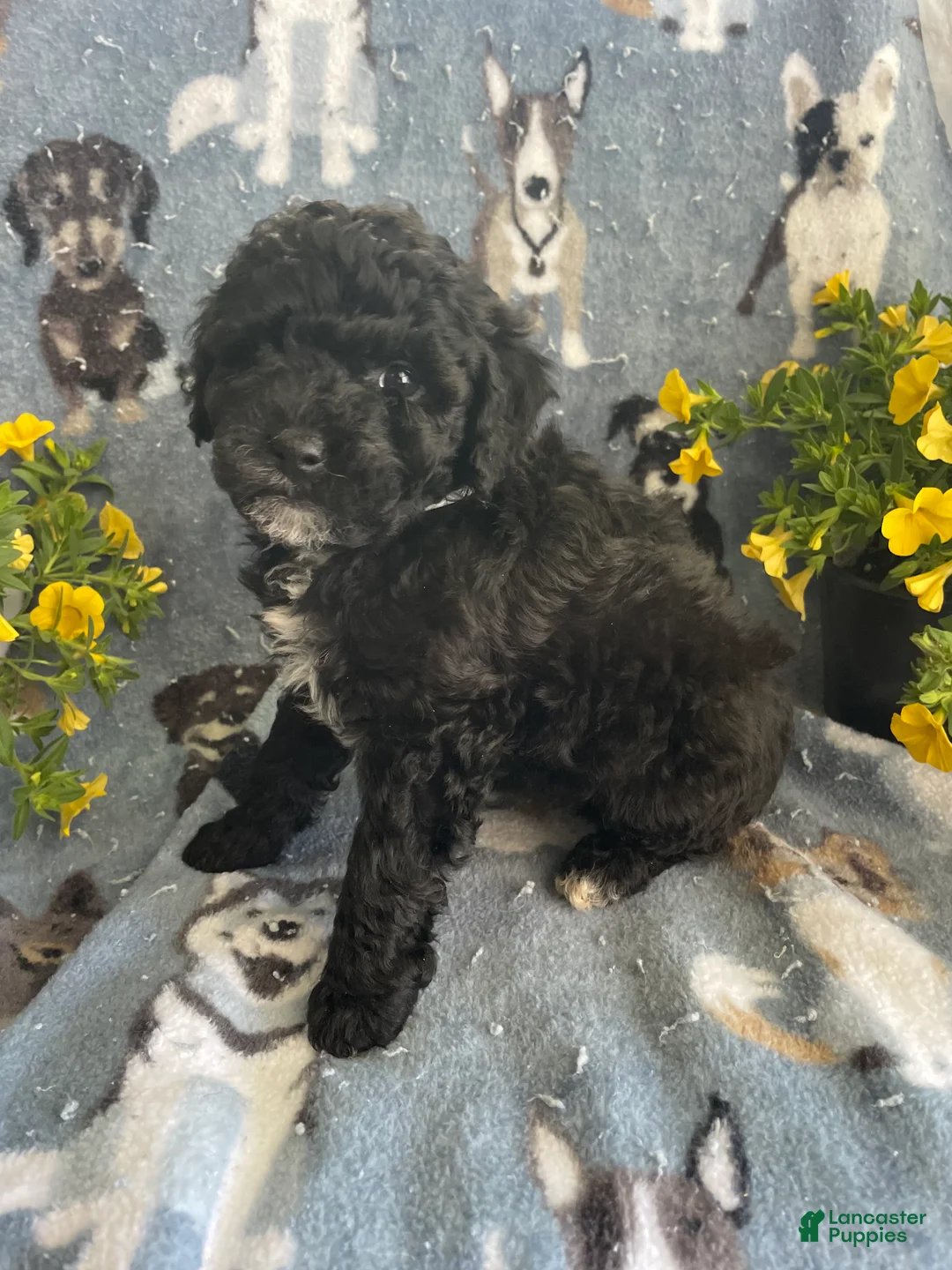 Toy Poodle dogs for sale: Woody - Ad 4