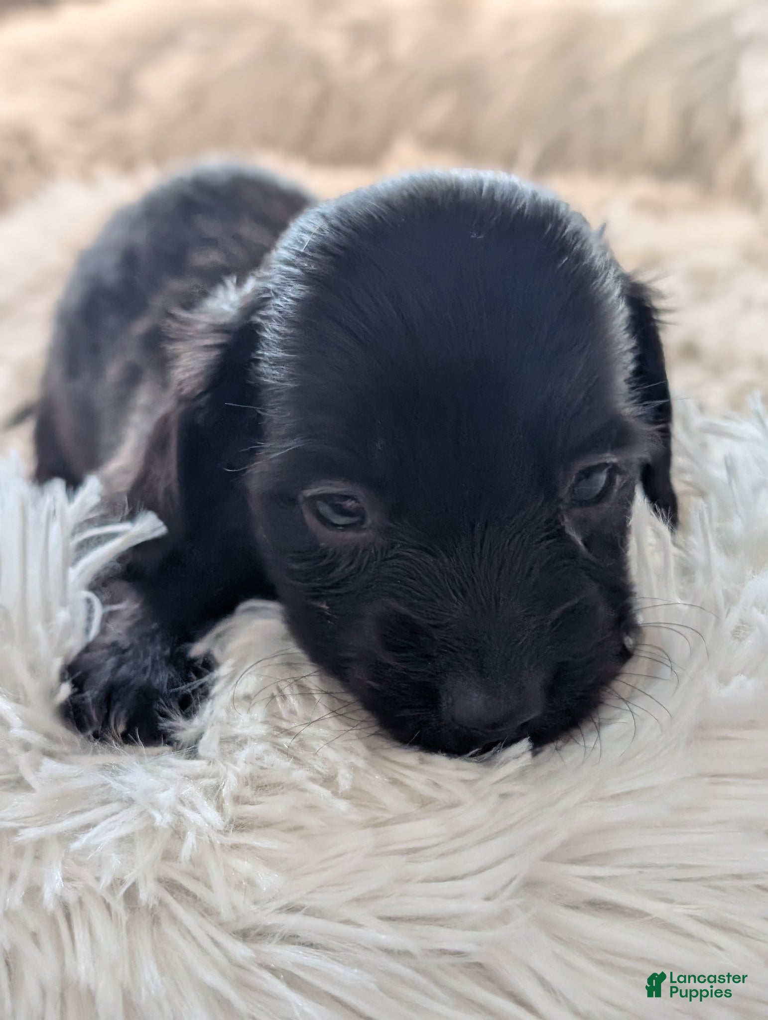 Miniature Dachshund dogs Miniature Dachshund Puppy 2 - Ad 9