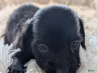 Miniature Dachshund dogs Miniature Dachshund Puppy 2 - Ad 9