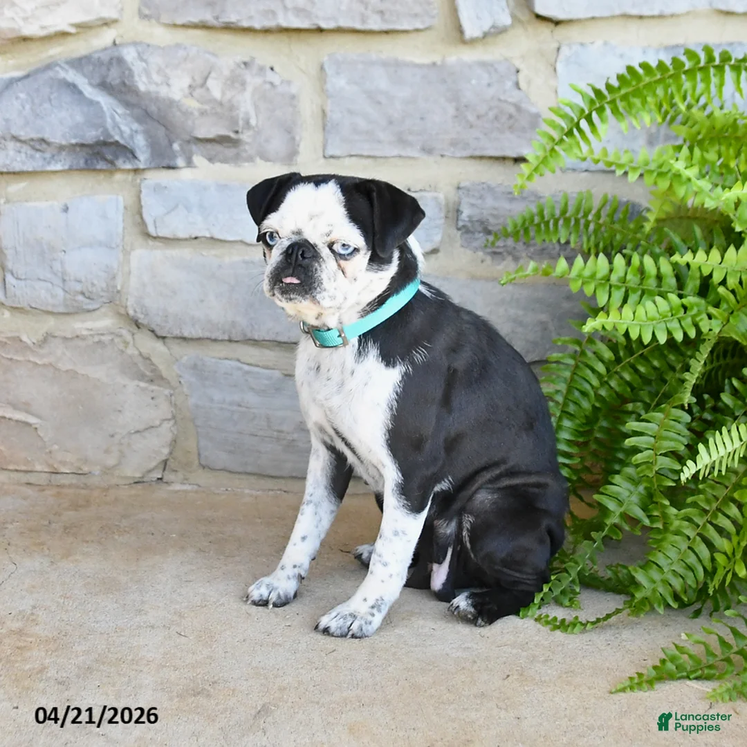 Pug dogs for sale: Penny - Ad 3