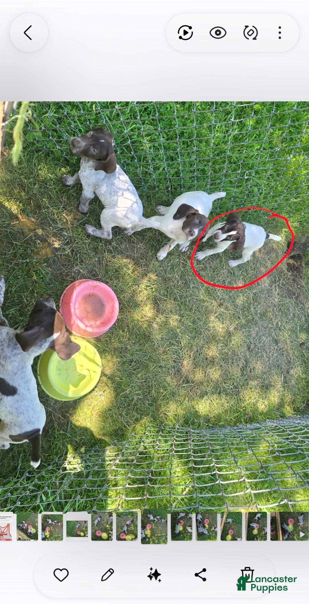 German Shorthaired Pointer dogs German Shorthaired Pointer Puppy 1 - Ad 31