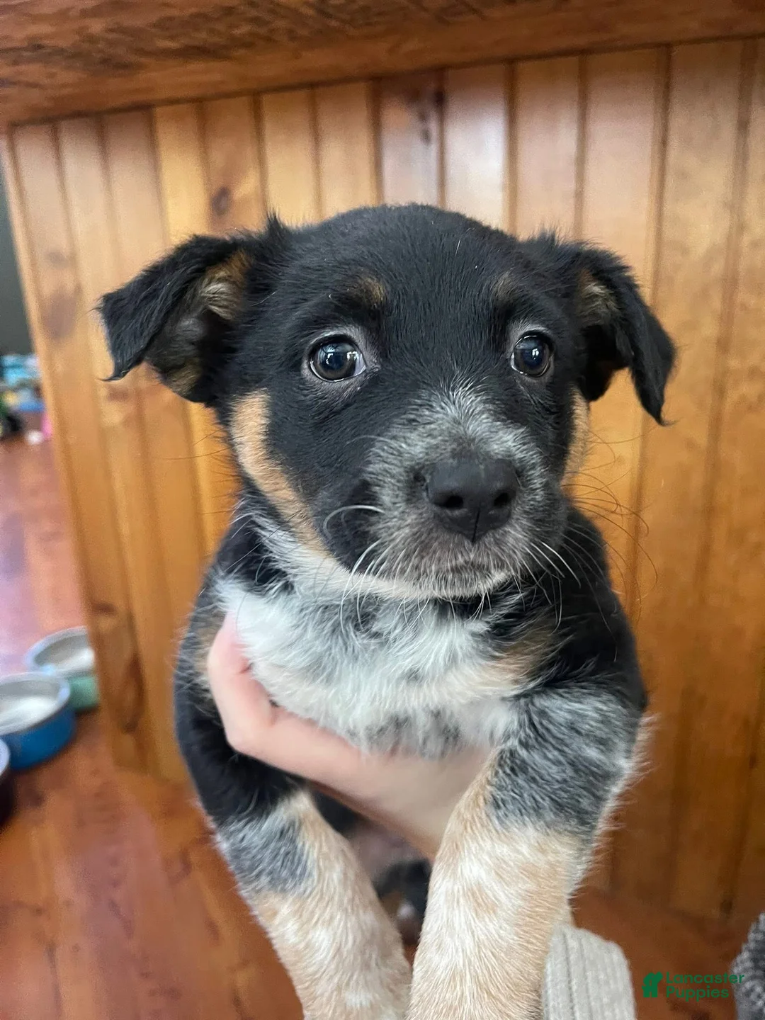 Mixed Breed dogs for sale: Oreo - Ad 1