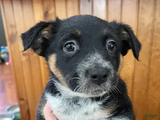 Mixed Breed dogs for sale: Oreo - Ad 3