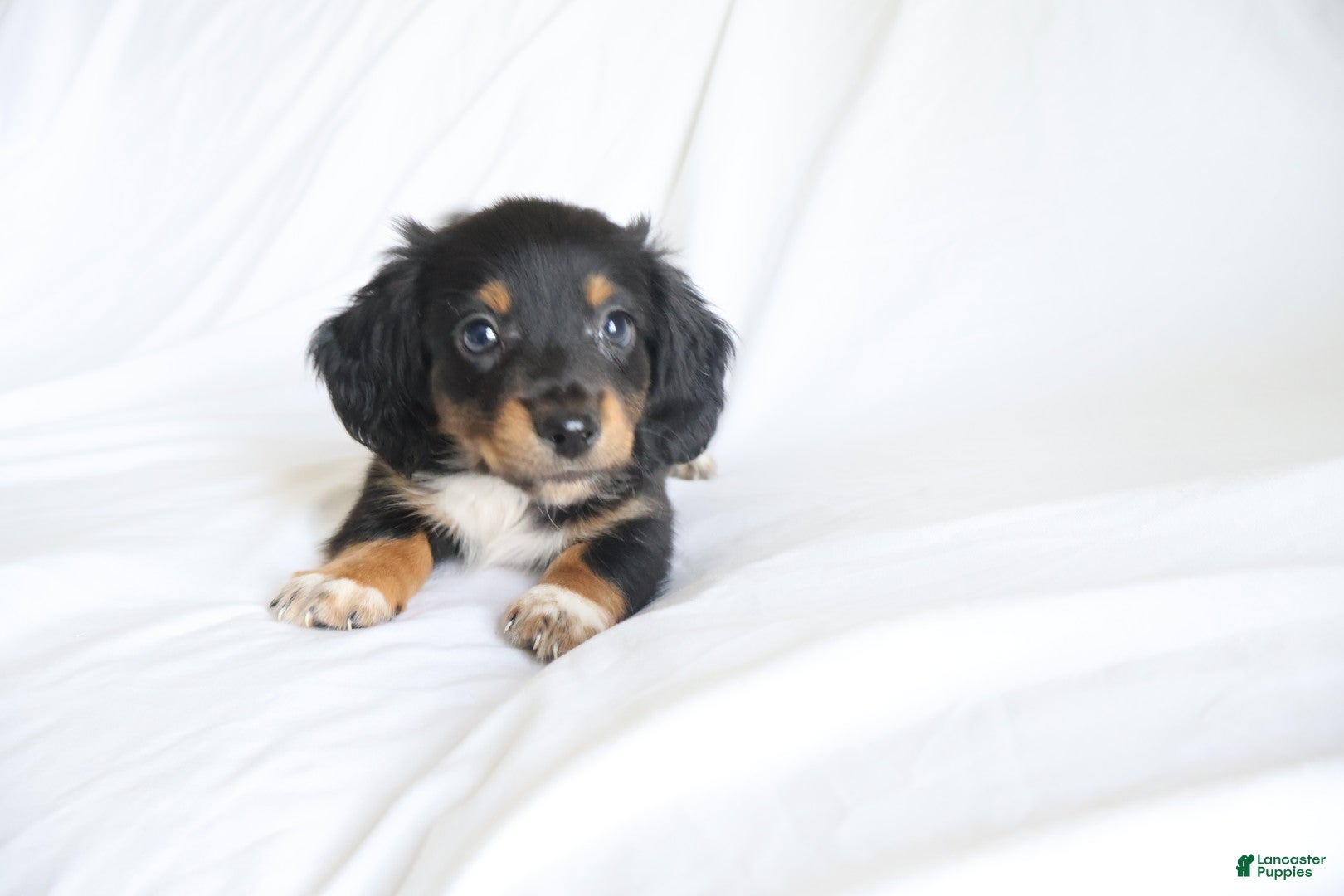 Dachshund dogs Bentley  - Ad 1