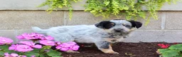 Australian Cattle Dog dogs for sale: Boomer - Ad 5