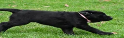 Labrador Retriever dogs for sale: Briella - Ad 13