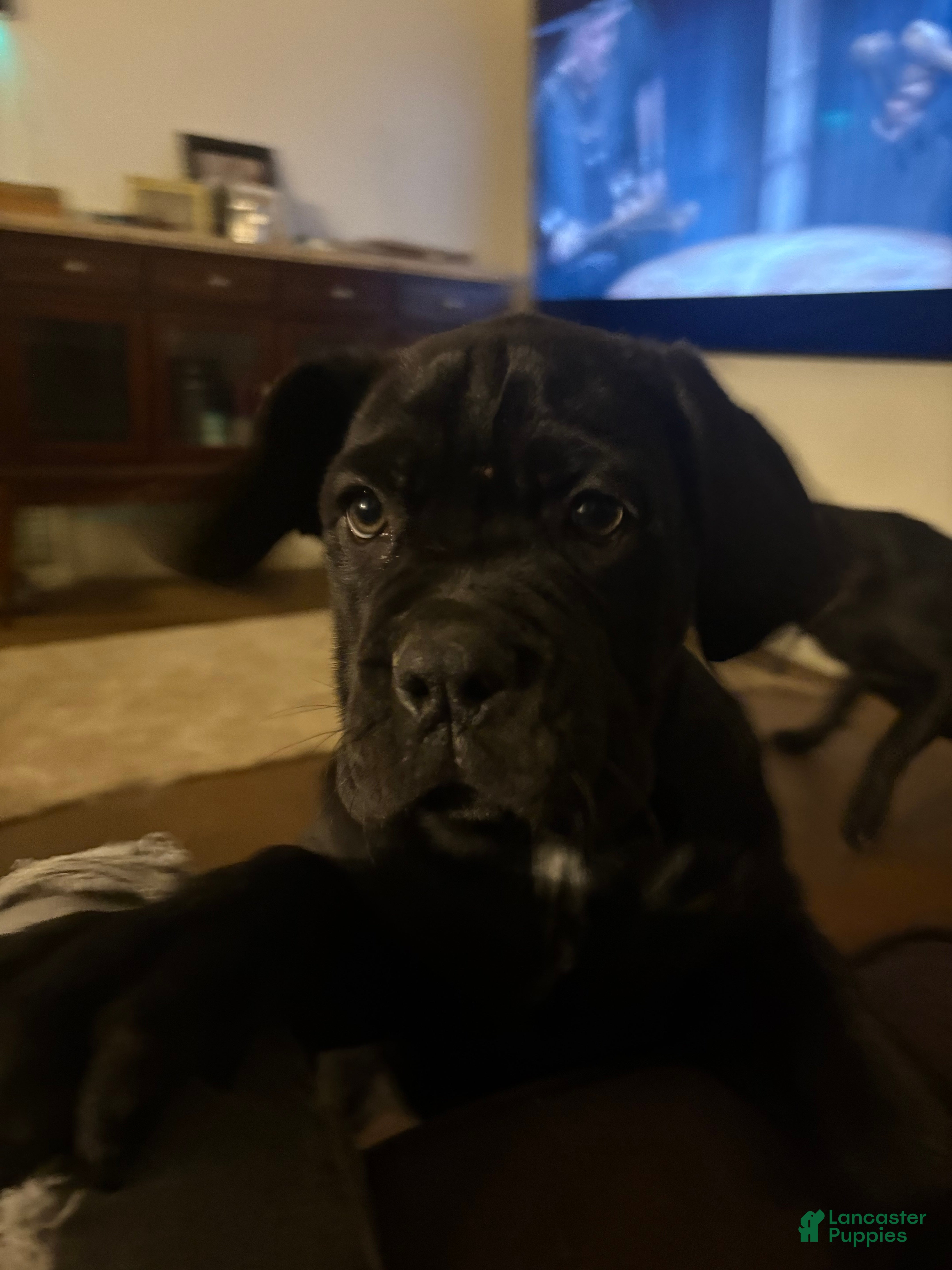 Cane Corso dogs Cane Corso Puppy 1 - Ad 19
