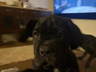 Cane Corso dogs Cane Corso Puppy 1 - Ad 28