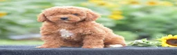Miniature Poodle dogs for sale: Roxy - Ad 3
