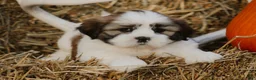 Lhasa Apso dogs for sale: Harry - Ad 4