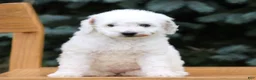 Mini Goldendoodle dogs for sale: Cream  - Ad 1