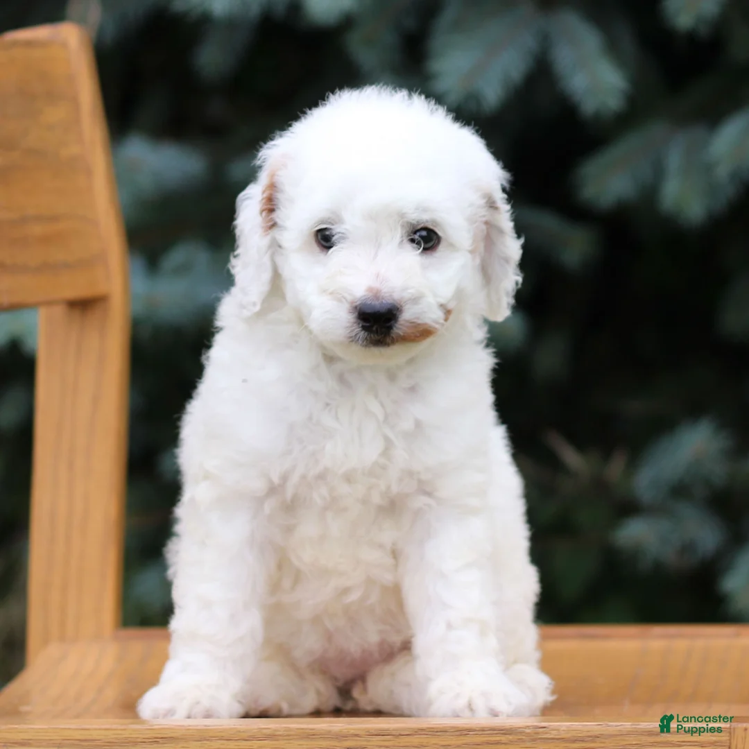 Mini Goldendoodle dogs for sale: Cream  - Ad 1