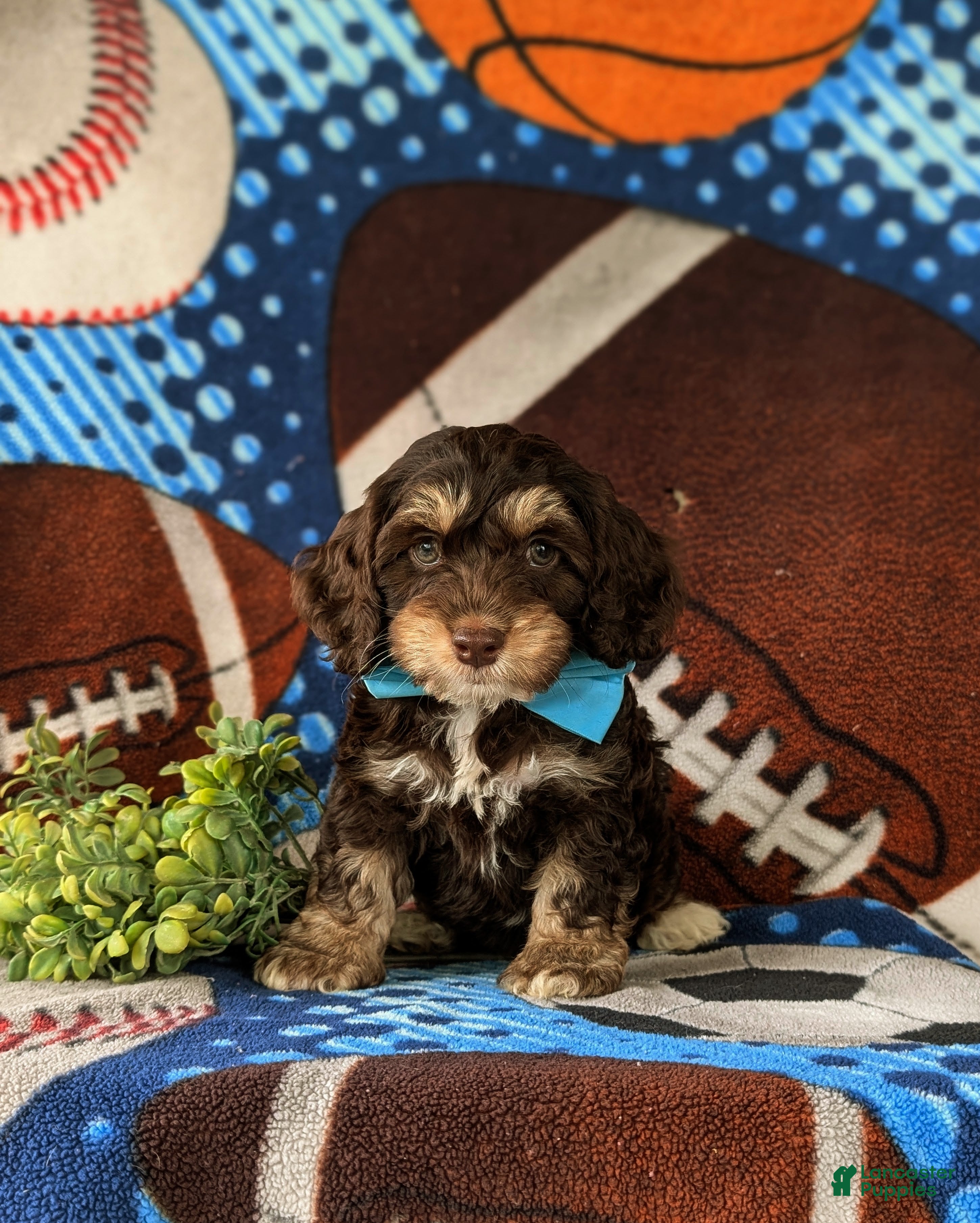 Cockapoo dogs Admiral - Ad 1