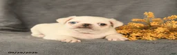 Pug dogs for sale: Kipper - Ad 4