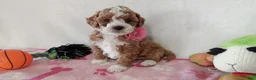 Cavapoo dogs for sale: Polly - Ad 2