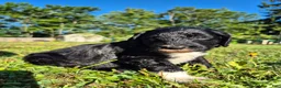 Mini Sheepadoodle dogs for sale: Rover - Ad 13