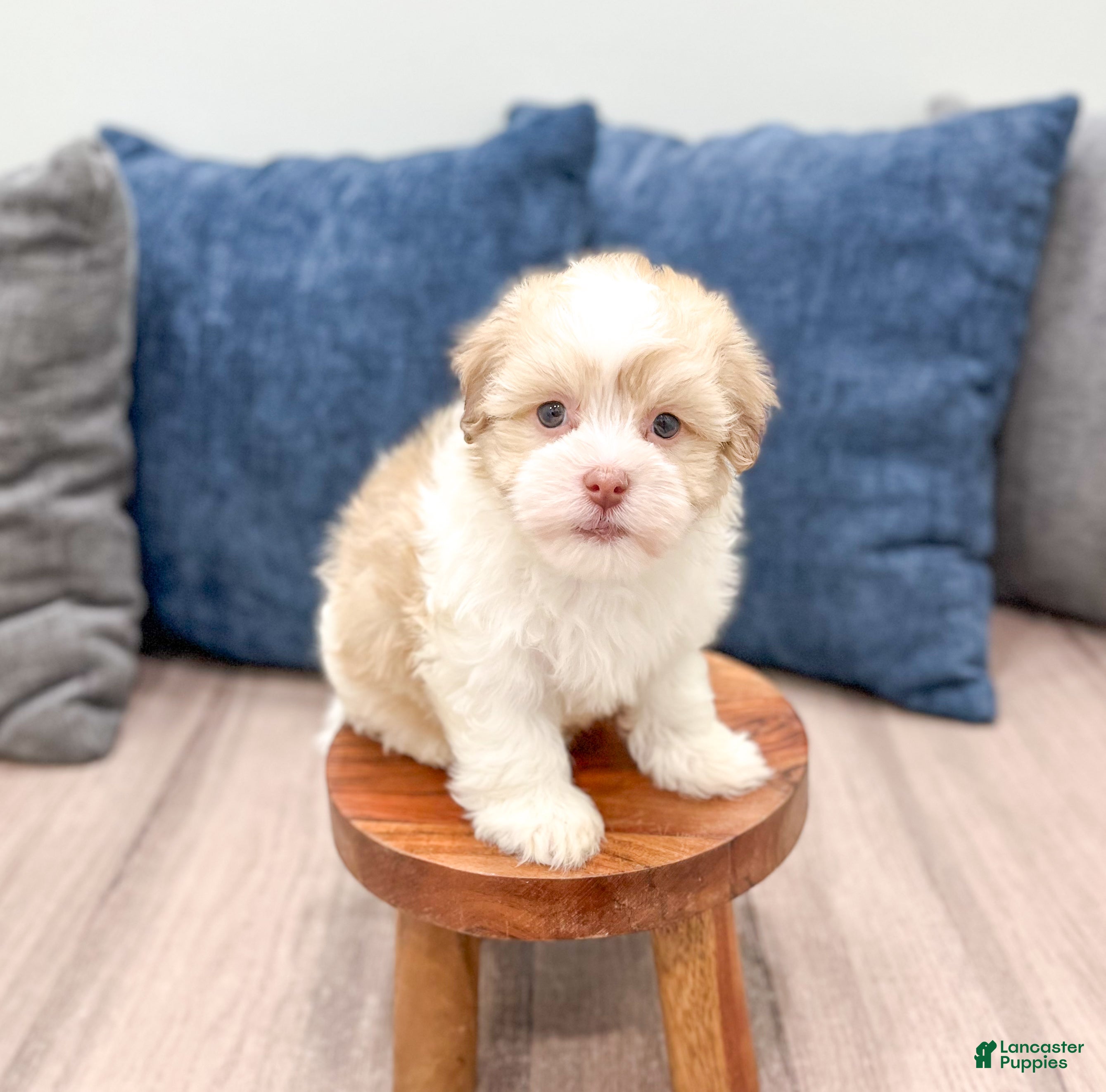 Havanese dogs Milo - Ad 2