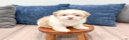 Havanese dogs for sale: Milo - Ad 2